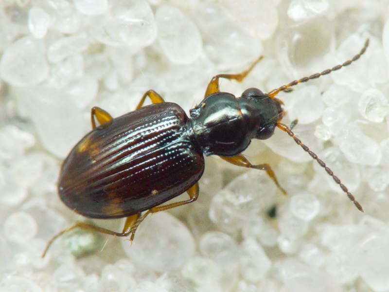 Bembidion Latreille, 1802